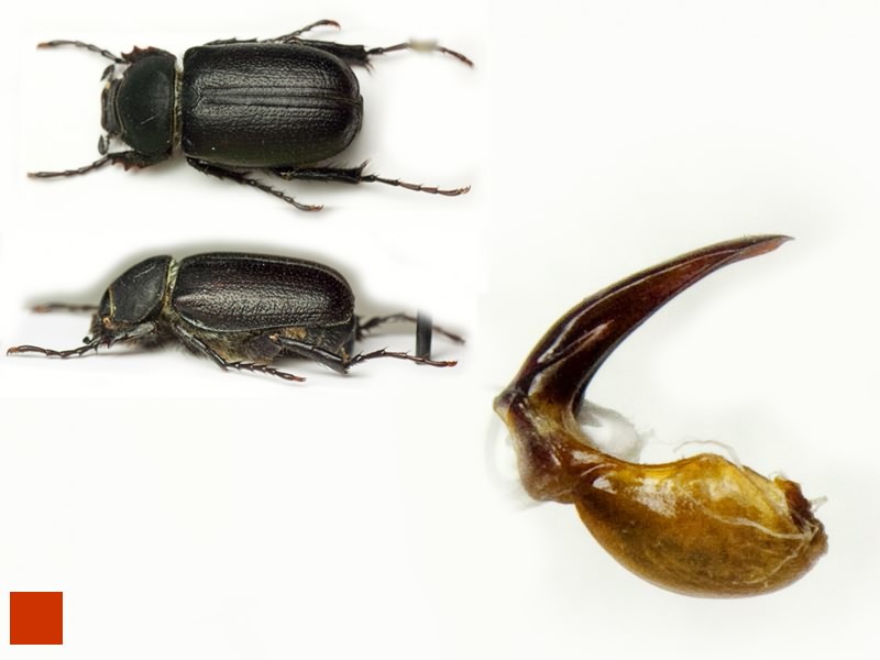 Hemictenius talukanus Ivanova, 2007